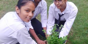 Tree Plantation